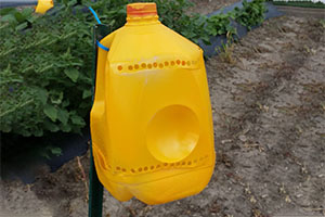 Homemade Traps for Garden Pests