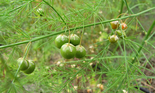 8 Plants That You Need To Know How To Harvest Seeds From