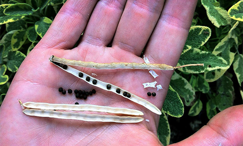 8 Plants That You Need To Know How To Harvest Seeds From
