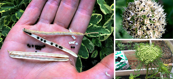8 Plants That You Need To Know How To Harvest Seeds From