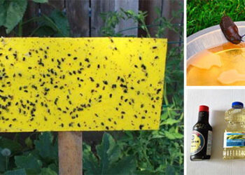 Homemade Traps for Garden Pests
