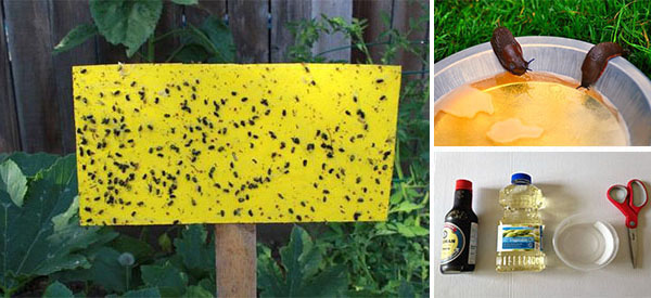 Homemade Traps for Garden Pests