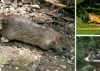 How To Deal With Unusual Garden Invaders