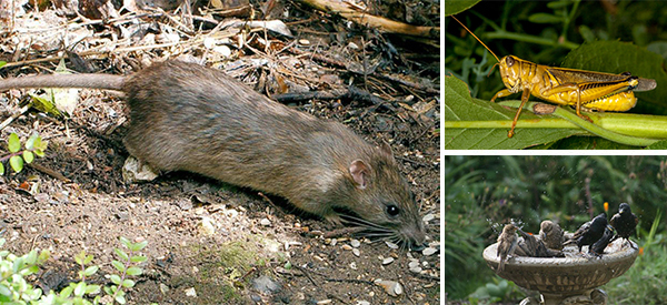 How To Deal With Unusual Garden Invaders