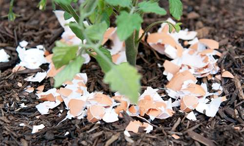 50 Homesteading Hacks You Should Know