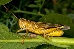 How To Deal With Unusual Garden Invaders