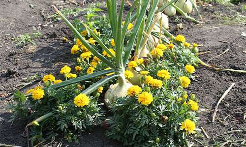 50 Homesteading Hacks You Should Know