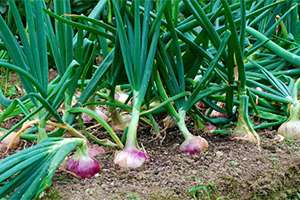 How To Deal With Unusual Garden Invaders