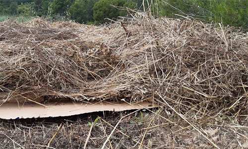 How To Safely Remove Poison Ivy And Hemlock From Your Backyard