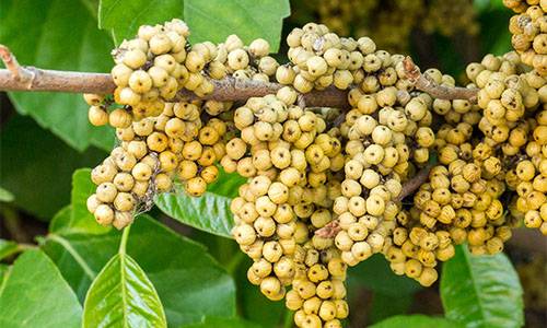 How To Safely Remove Poison Ivy And Hemlock From Your Backyard