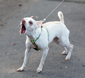 Best Dogs To Have Around For SHTF