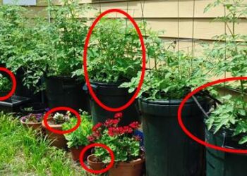 61 Fruits and Veggies You Can Grow in Buckets