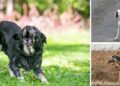 Best Dogs To Have Around For SHTF