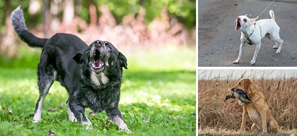 Best Dogs To Have Around For SHTF