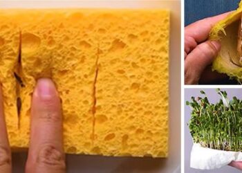 13 Genius Seedling Hacks That You’ll Be Glad to Know