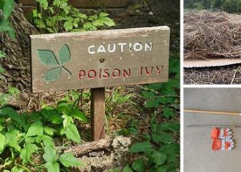 How To Safely Remove Poison Ivy And Hemlock From Your Backyard
