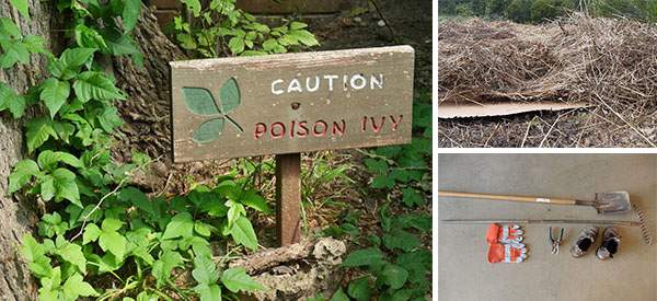 How To Safely Remove Poison Ivy And Hemlock From Your Backyard