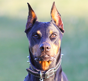 Best Dogs To Have Around For SHTF