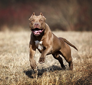Best Dogs To Have Around For SHTF