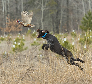 Best Dogs To Have Around For SHTF