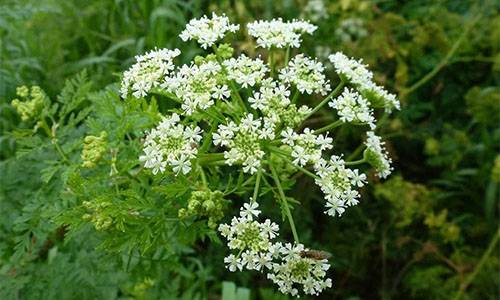 How To Safely Remove Poison Ivy And Hemlock From Your Backyard