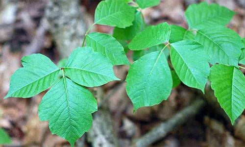 How To Safely Remove Poison Ivy And Hemlock From Your Backyard
