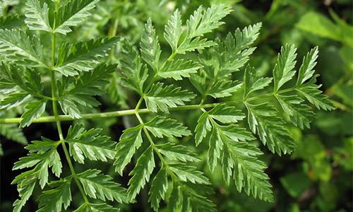 How To Safely Remove Poison Ivy And Hemlock From Your Backyard