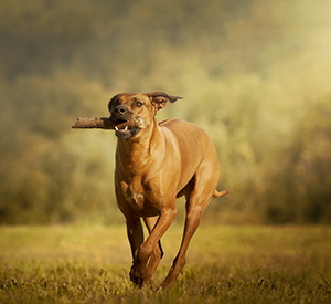 Best Dogs To Have Around For SHTF