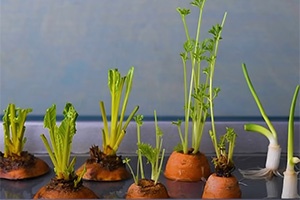 13 Genius Seedling Hacks That You’ll Be Glad to Know