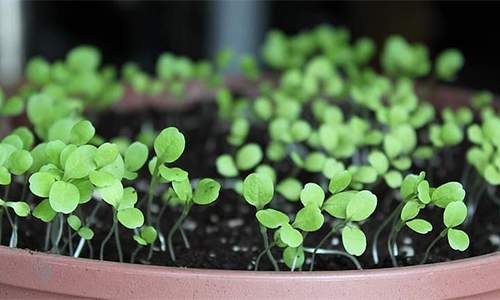 61 Fruits and Veggies You Can Grow in Buckets