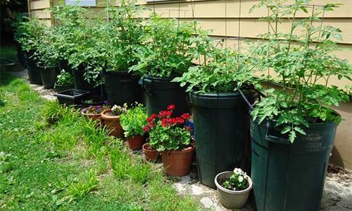 61 Fruits and Veggies You Can Grow in Buckets