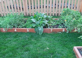 A Medicinal Garden Kit For Starting A Small Backyard Pharmacy