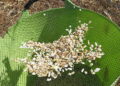 You Should Know How to Harvest These Seeds for SHTF