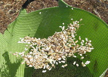 You Should Know How to Harvest These Seeds for SHTF