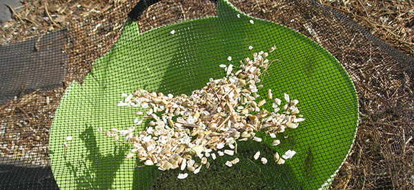 You Should Know How to Harvest These Seeds for SHTF