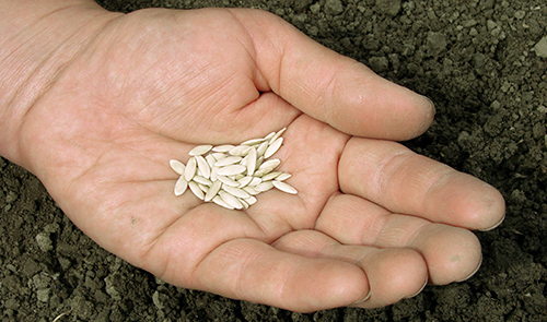 You Should Know How to Harvest These Seeds for SHTF