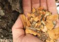 25 Little Known Survival Uses For Tree Bark