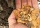 25 Little Known Survival Uses For Tree Bark