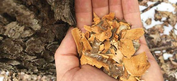 25 Little Known Survival Uses For Tree Bark
