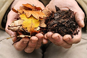 6 Practical Uses for Autumn-Falling Leaves
