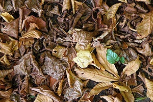 6 Practical Uses for Autumn-Falling Leaves