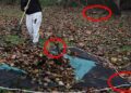 6 Practical Uses for Autumn-Falling Leaves