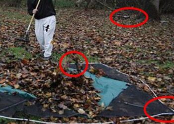 6 Practical Uses for Autumn-Falling Leaves
