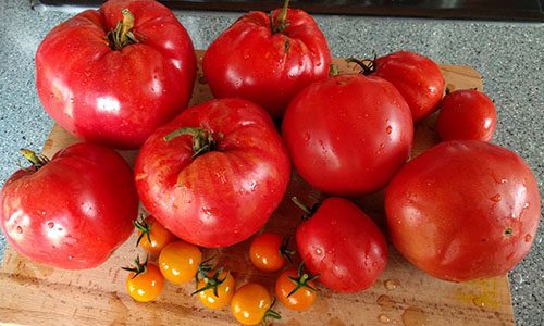 How to Can Eggplant with Pepper for a Long Time Storage