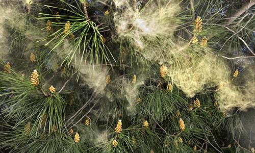 How to Harvest Pine Pollen — Steemit