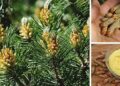 How to Collect Pine Pollen – A Long Lasting Super Food