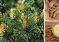 How To Collect Pine Pollen – A Long Lasting Super Food