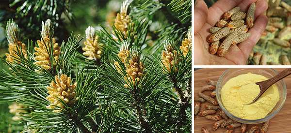 How to Collect Pine Pollen – A Long Lasting Super Food