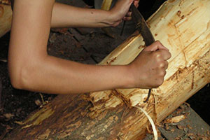 Whatever You Do, Don’t Chop Down This Backyard Tree