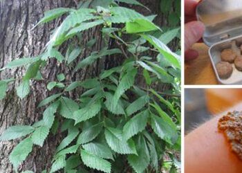 Whatever You Do, Don’t Chop Down This Backyard Tree